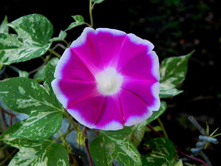 DSCN6392