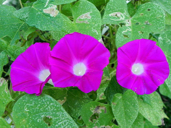 DSCN6480