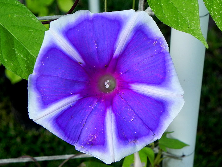 DSCN6497