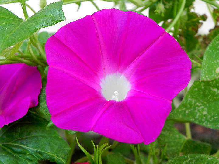 DSCN6544