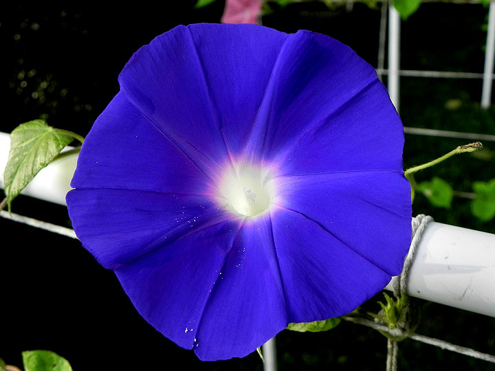 DSCN6561
