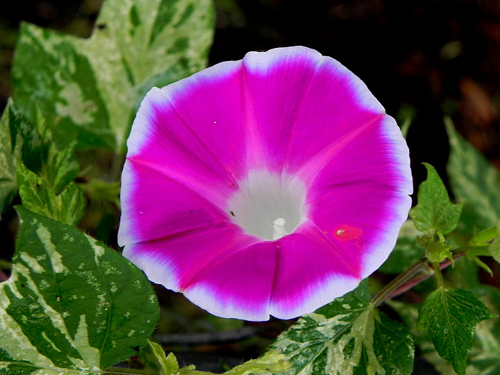DSCN6599_01