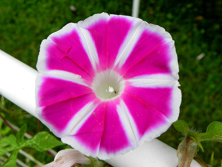 DSCN6619