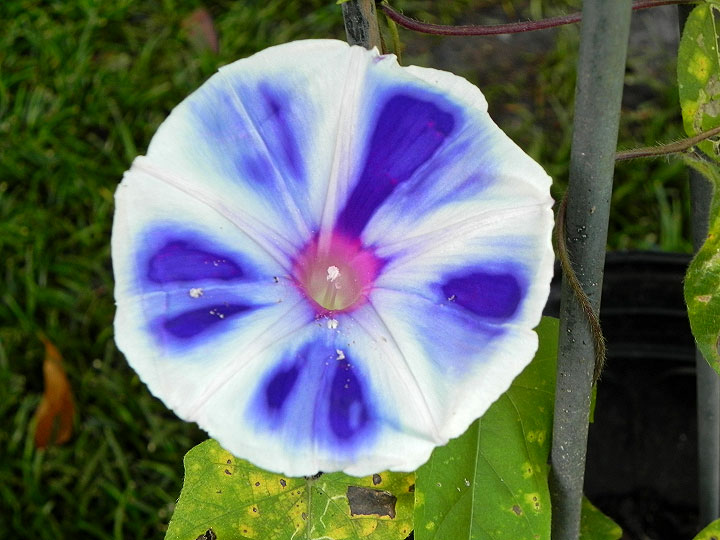 DSCN6681