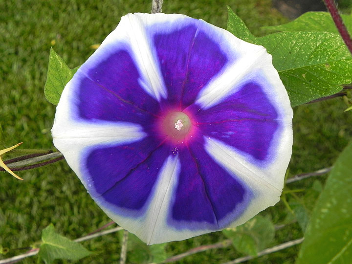 DSCN6811