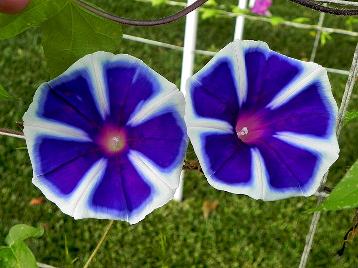 DSCN6974
