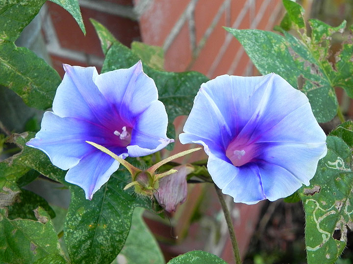 DSCN7011