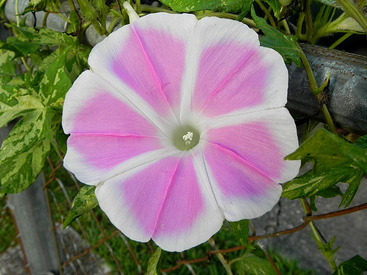 DSCN7045
