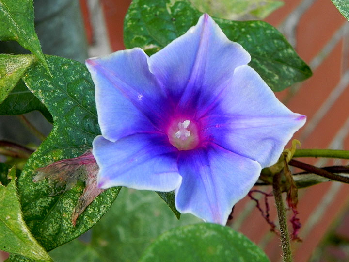 DSCN7171