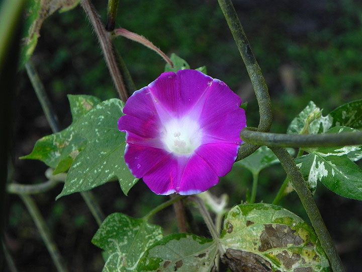 DSCN7311_01