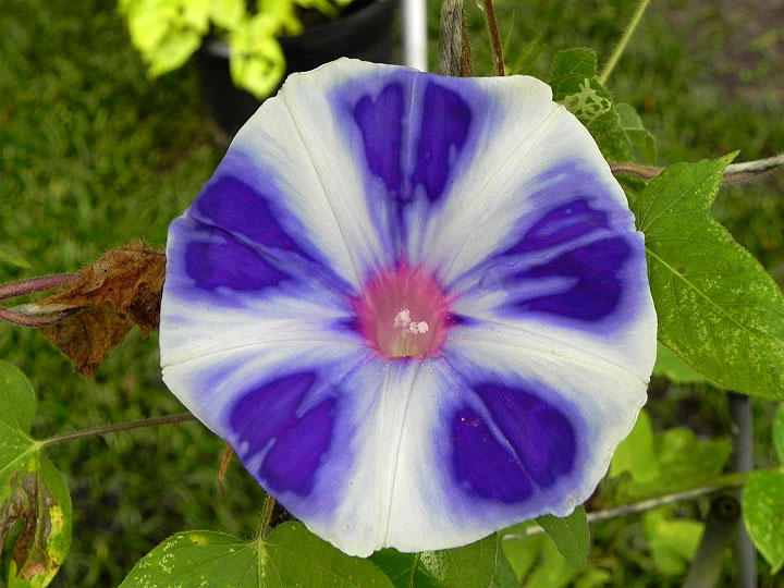 DSCN7539