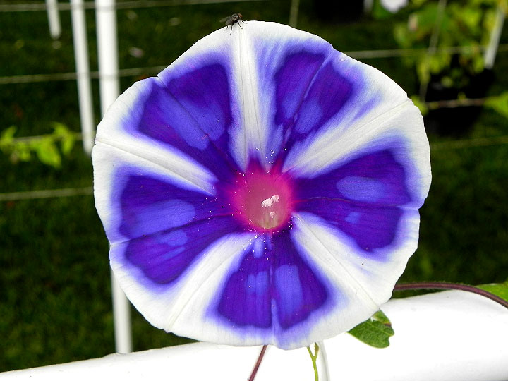 DSCN7542