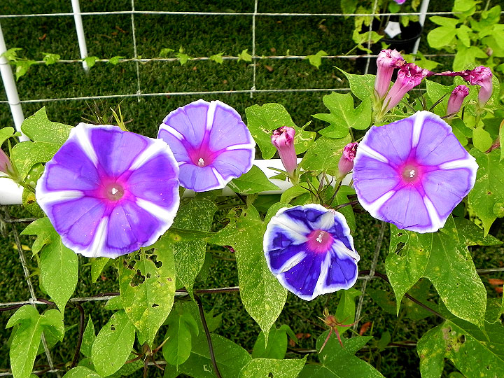 DSCN7603