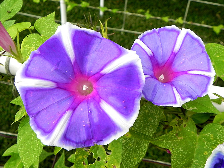 DSCN7604