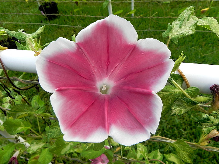 DSCN7740