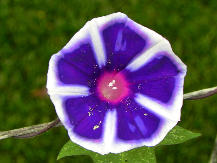 DSCN7887