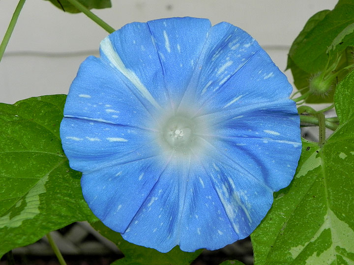 DSCN0158