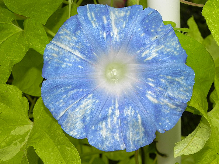 DSCN0293