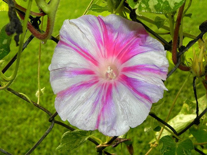 DSCN0348