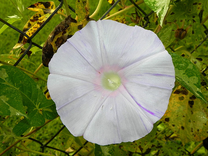 DSCN0349