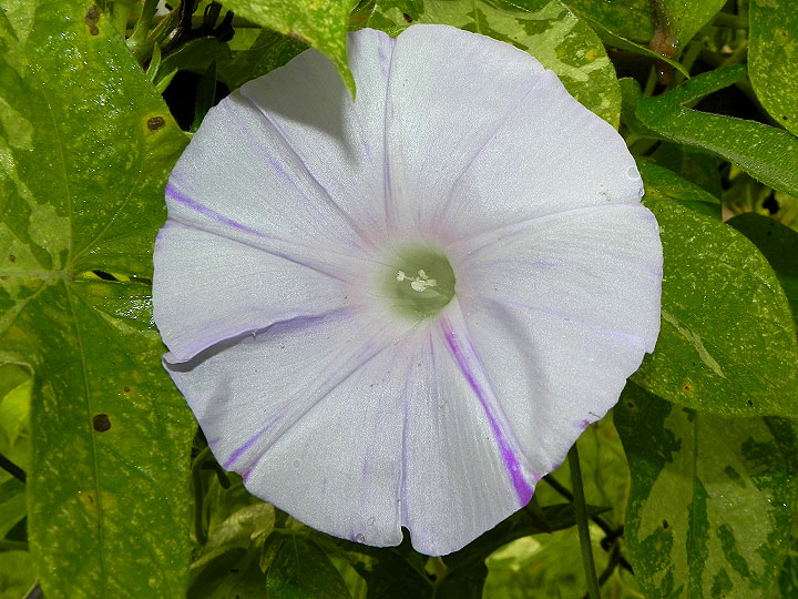 DSCN0351