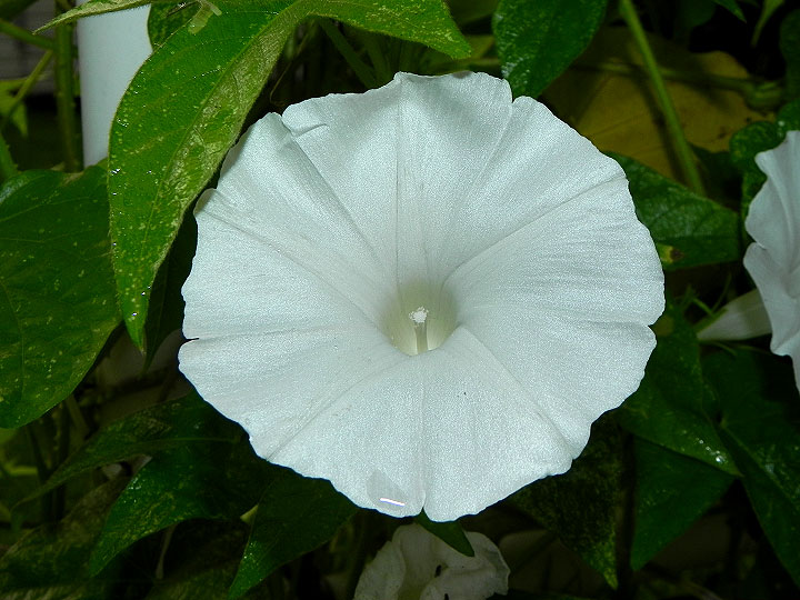 DSCN0375