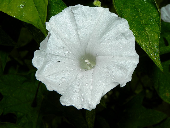 DSCN0596