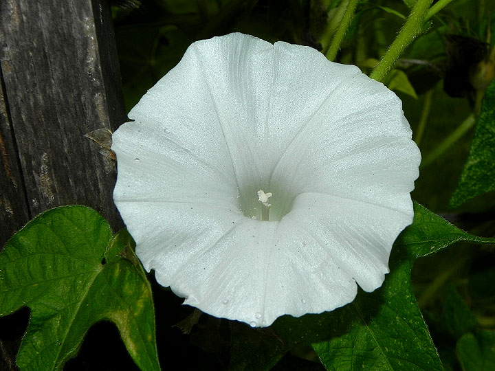 DSCN0597