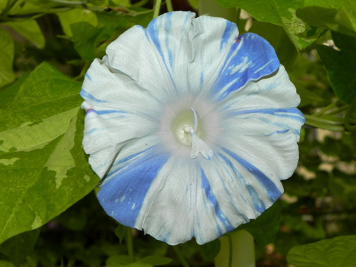 DSCN0624