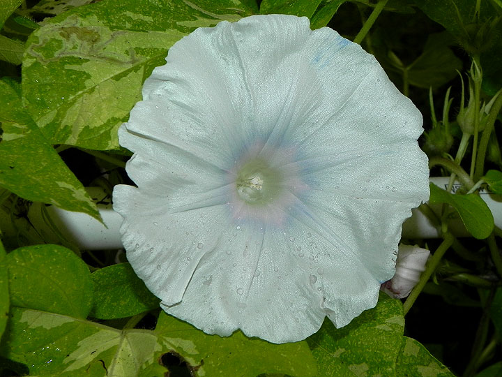 DSCN0625