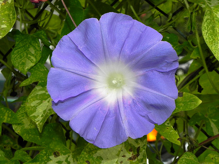 DSCN0645