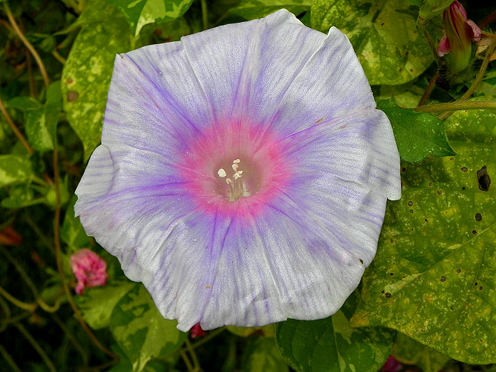 DSCN0667
