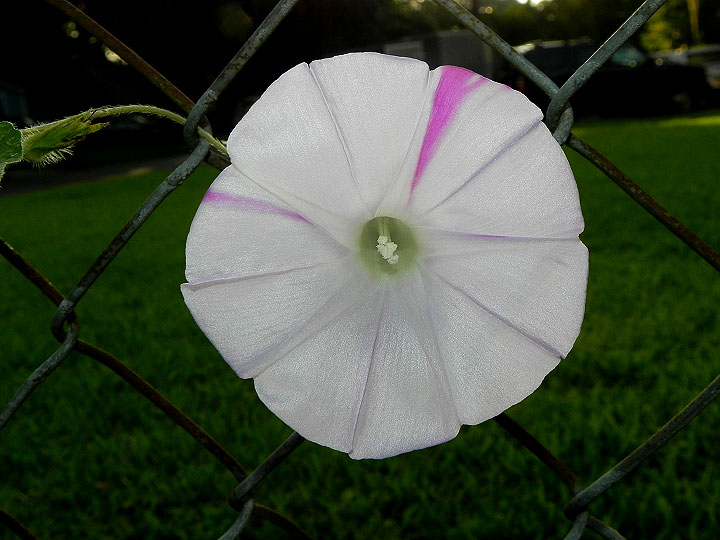 DSCN1374
