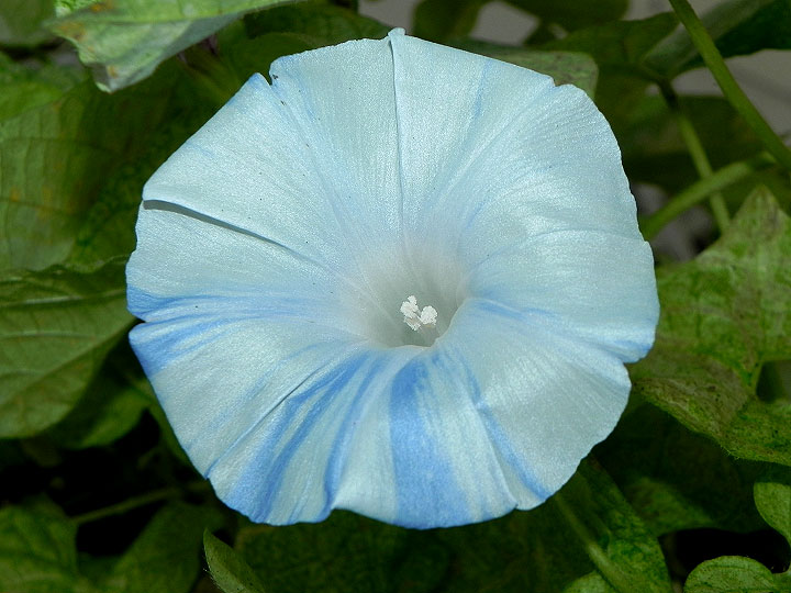 DSCN1387