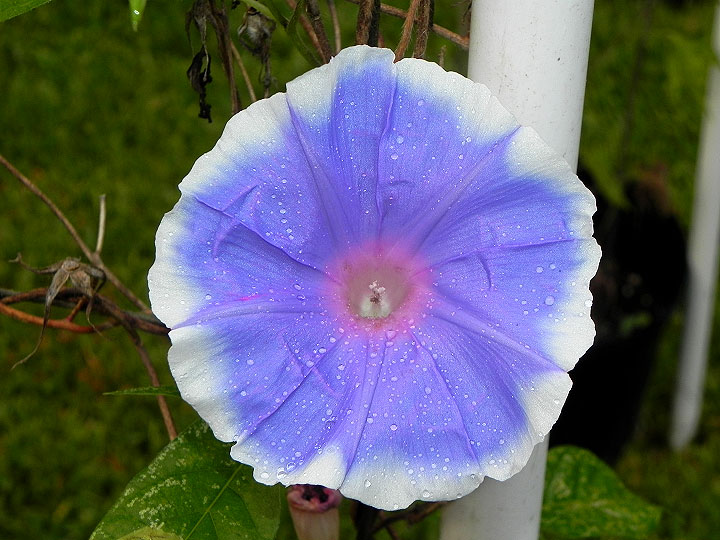 DSCN1951