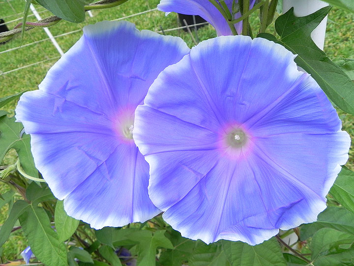 DSCN2965_01