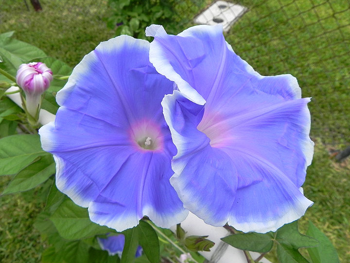 DSCN2966_01