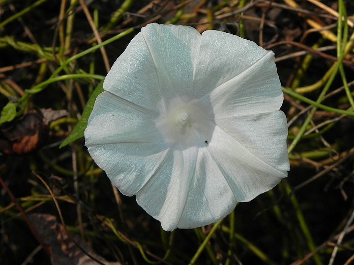 DSCN3499