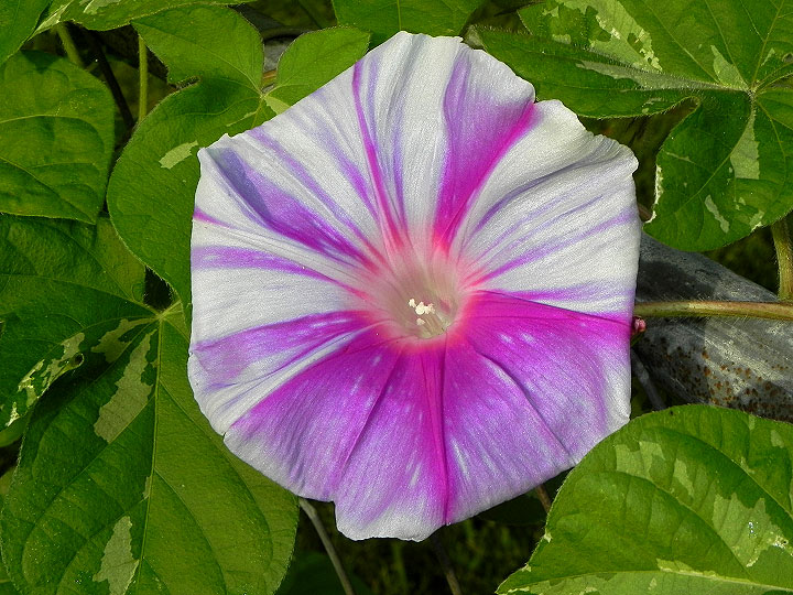 DSCN3523
