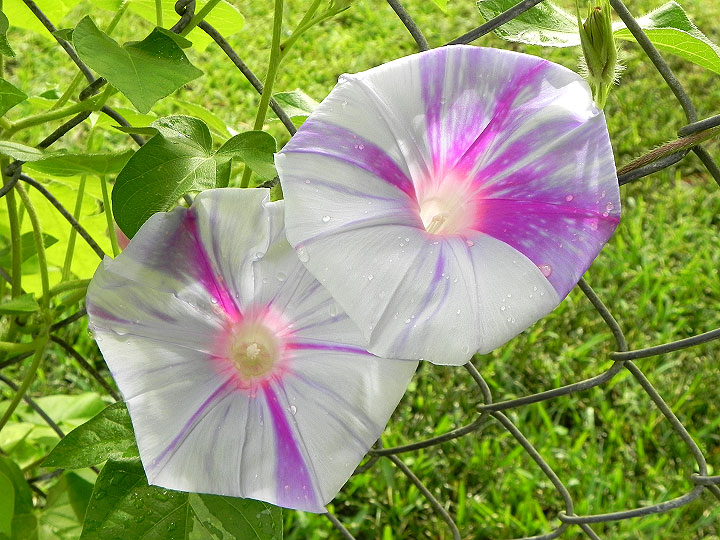 DSCN3782