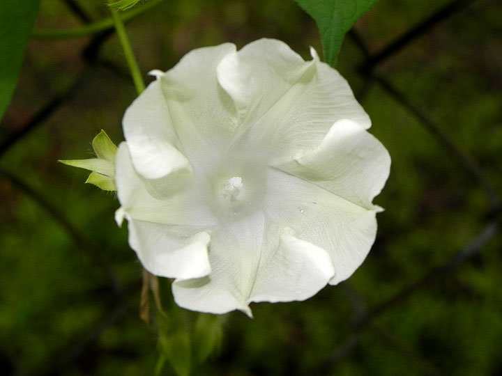 DSCN3864