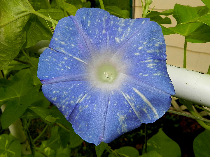 DSCN3993