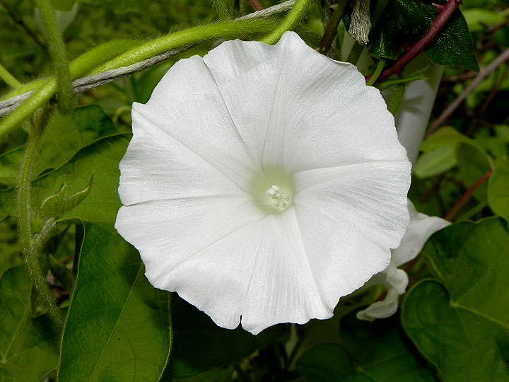 DSCN4091