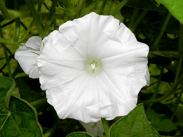DSCN4093