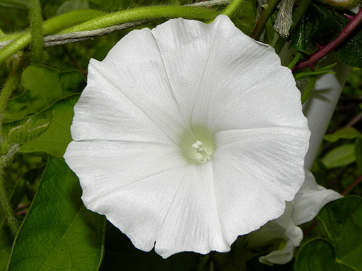 DSCN4094