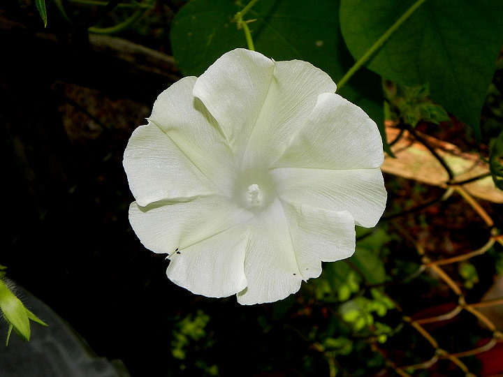 DSCN4211