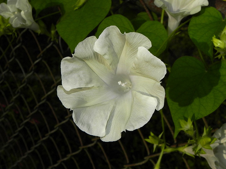 DSCN4212