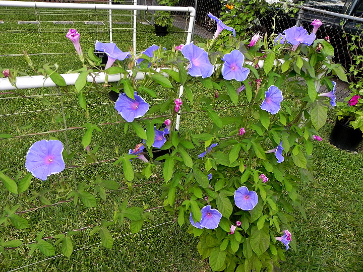 DSCN4343