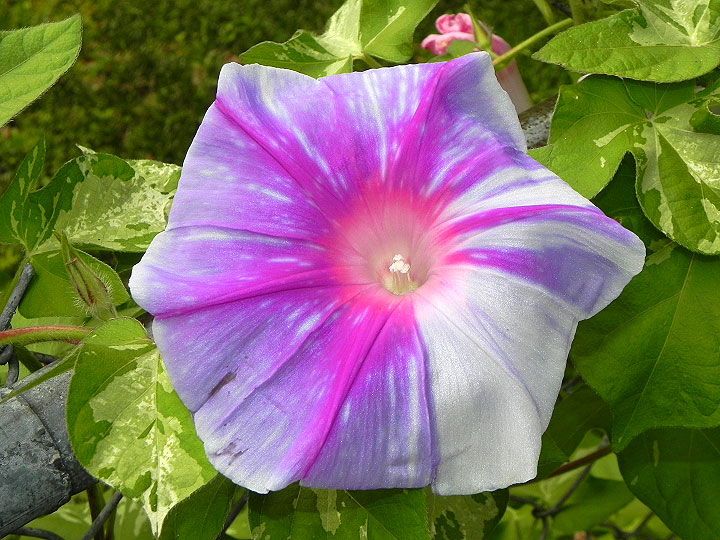 DSCN4374