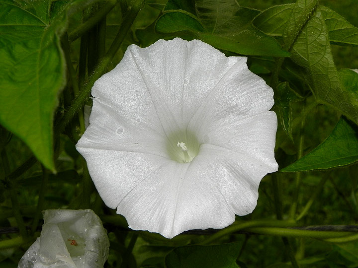 DSCN4388